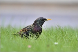 <p>ŠPAČEK OBECNÝ (Sturnus vulgaris) /Common starling - Star/</p>